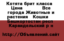 Котята брит класса › Цена ­ 20 000 - Все города Животные и растения » Кошки   . Башкортостан респ.,Караидельский р-н